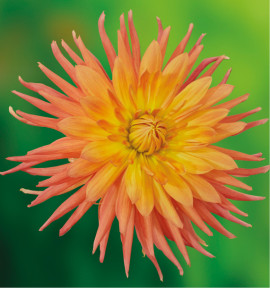 DAHLIA CACTUS GOLD CROWN