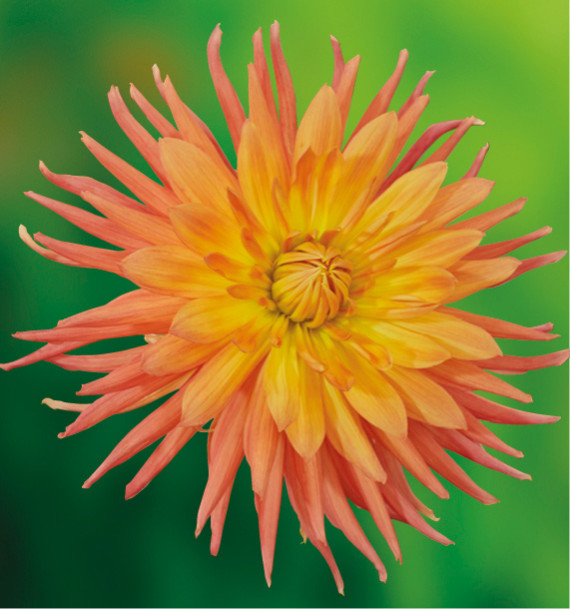 DAHLIA CACTUS GOLD CROWN