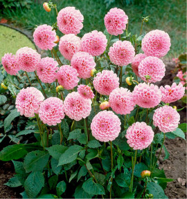 DAHLIA POMPON STOLZE VON BERLIN
