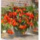 BEGONIA SANTA CRUZ®