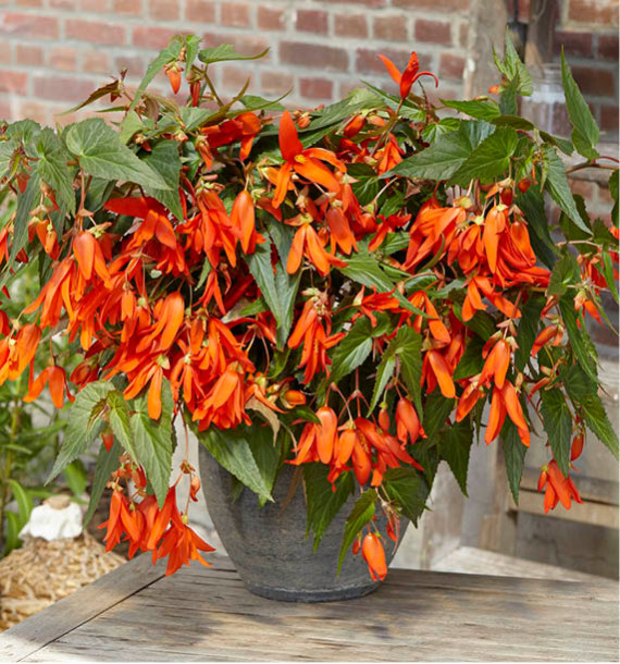 BEGONIA SANTA CRUZ®