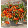 BEGONIA SANTA CRUZ®