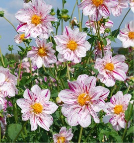 DAHLIA GEANT ICARE