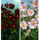 COLIBRIANT 2 DAHLIAS GEANTS : 1 TARTARUS + 1 ICARE