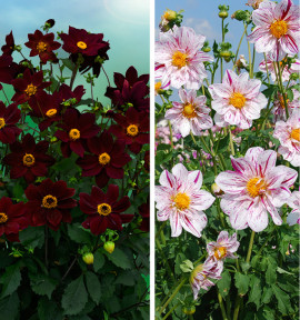 COLIBRIANT 2 DAHLIAS GEANTS : 1 TARTARUS + 1 ICARE