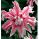 LIS ORIENTAL DOUBLE MAGIC STAR