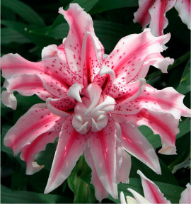 LIS ORIENTAL DOUBLE MAGIC STAR