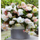 BEGONIA CASCADE ODOROSA® WHITE BLUSH