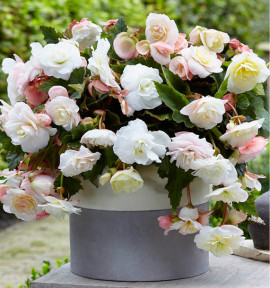 BEGONIA CASCADE ODOROSA® WHITE BLUSH