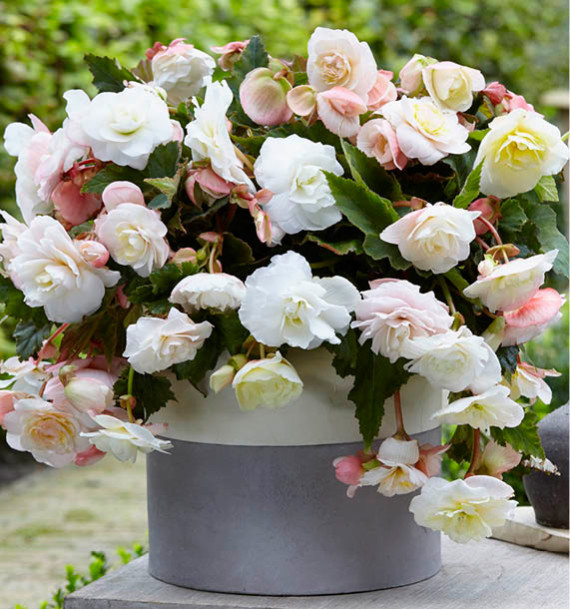BEGONIA CASCADE ODOROSA® WHITE BLUSH