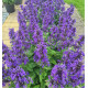 NEPETA NEPTUNE®