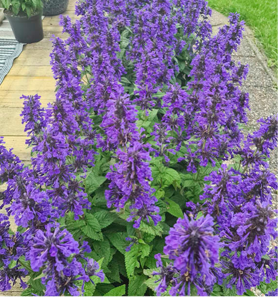 NEPETA NEPTUNE®