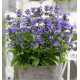 NEPETA NEPTUNE®
