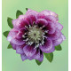 HELLEBORE DOUBLE ELLEN® SPOTTED SHADES