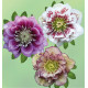 COLIBRIANT 3 HELLEBORES DOUBLES ELLEN® : 1 WHITE SPOTTED + 1 SPOTTED SHADES + 1 PICOTEE