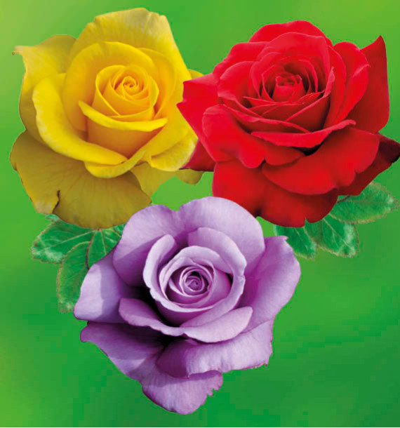 COLIBRIANT 3 ROSIERS BUISSONS : 1 GOLDSTAR + 1 BLUE MOON + 1 PARFUM MAGIQUE 1 GOLDSTAR
