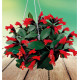 AESCHYNANTHUS MONA LISA