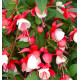 FUCHSIA VIVACE ALICE HOFFMAN
