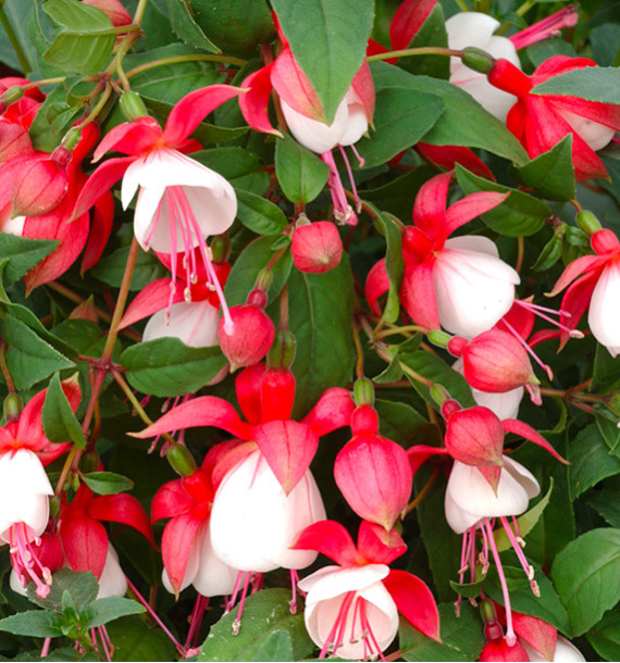 FUCHSIA VIVACE ALICE HOFFMAN