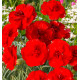 OEILLET ANGLAIS LADY IN RED