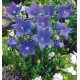 PLATYCODON FUJI BLUE