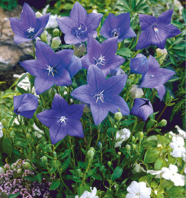 PLATYCODON FUJI BLUE