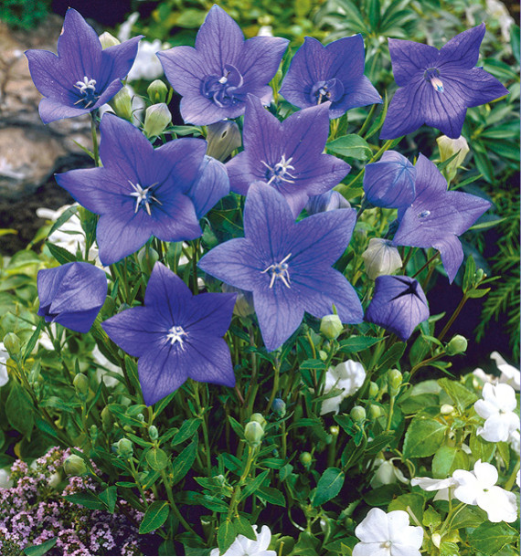 PLATYCODON FUJI BLUE