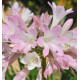 AGAPANTHE BLUSH PINK