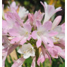 AGAPANTHE BLUSH PINK