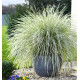 LOMANDRA WHITE SANDS