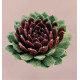 SEMPERVIVUM CINNAMON STARBURST