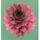 SEMPERVIVUM AUTUMN APPLE