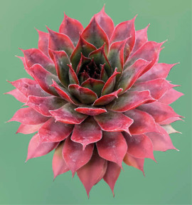 SEMPERVIVUM AUTUMN APPLE