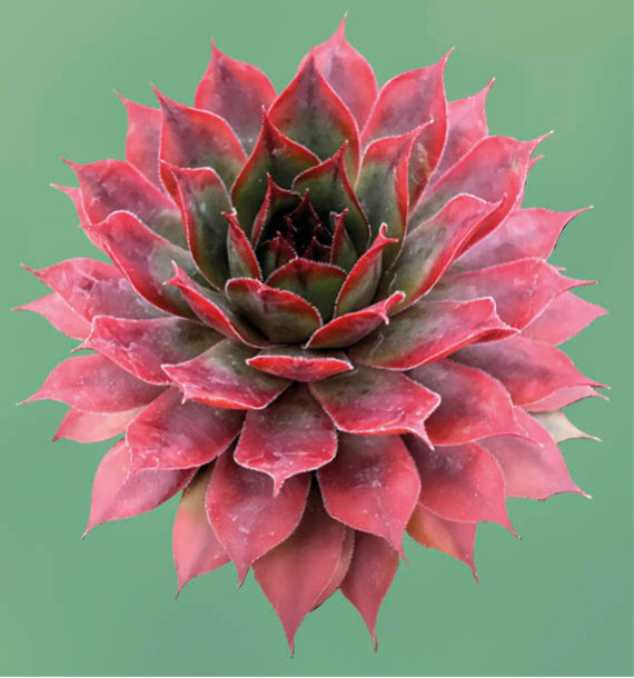 SEMPERVIVUM AUTUMN APPLE