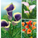 COLIBRIANT 3 CALLAS : + 1 CALLISTA + 1 CRYSTAL BLUSH + 1 PICASSO