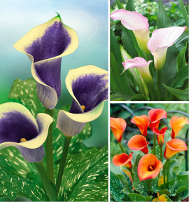 COLIBRIANT 3 CALLAS : 1 SUNSET PASSION + 1 PICASSO + 1 STRAWBERRY BLUSH