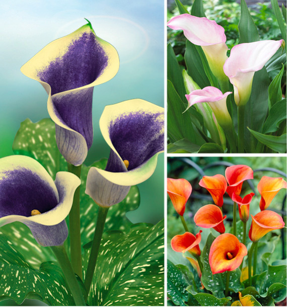 COLIBRIANT 3 CALLAS : + 1 CALLISTA + 1 CRYSTAL BLUSH + 1 PICASSO