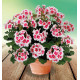 GERANIUM ZONALE AMERICANA® WHITE SPLASH™