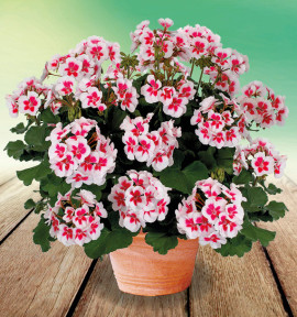 GERANIUM ZONALE AMERICANA® WHITE SPLASH™