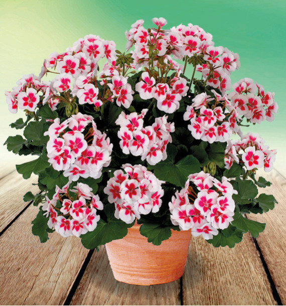 GERANIUM ZONALE AMERICANA® WHITE SPLASH™