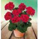 GERANIUM ZONALE MOJO® CRANBERRY SPLASH