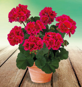 GERANIUM ZONALE MOJO® CRANBERRY SPLASH