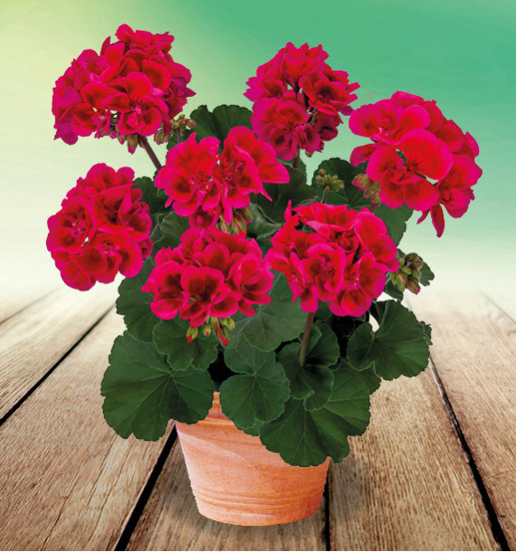 GERANIUM ZONALE MOJO® CRANBERRY SPLASH