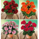 COLIBRIANT 4 GERANIUMS ZONALES 