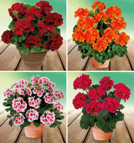 COLIBRIANT 4 GERANIUMS ZONALES 