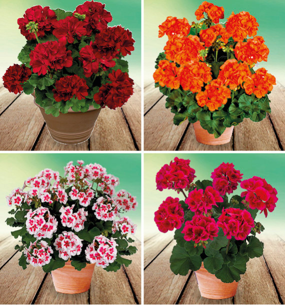 COLIBRIANT 8 GERANIUMS ZONALES