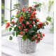 ABUTILON RED TRUMPET®