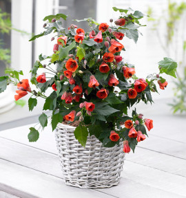 ABUTILON RED TRUMPET®