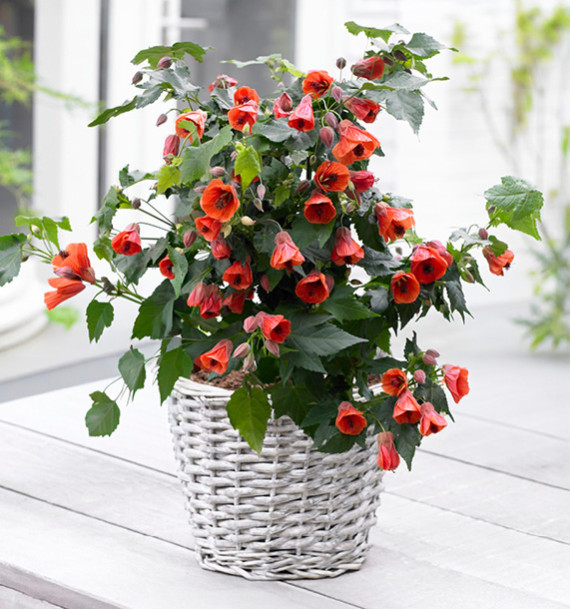 ABUTILON RED TRUMPET®