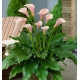 ARUM FLAMINGO